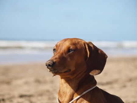 Close-up for the lifeguard dachshund attentive to bathers in the sea.の写真素材