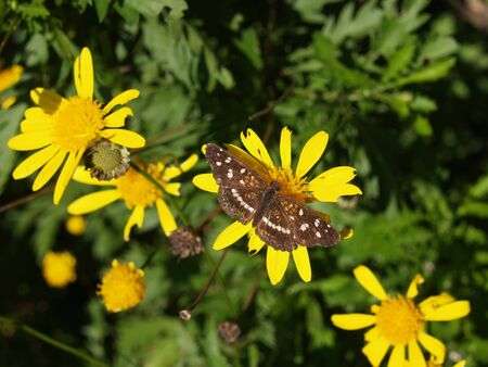 Ortilia ithra drinking the nectar of a rich yellow daisyの写真素材
