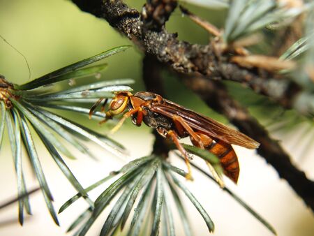Polistes among the branches of a blue cedarの写真素材