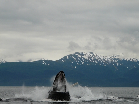 Feeding humpback whales in Alaskaの写真素材