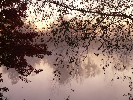 View of steaming pond through tree branches at sunrise.の写真素材