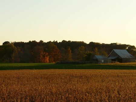 Scenic farm view of old barn, ripened soybean field, autumn colors on treesの写真素材