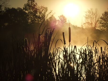 Early morning steam on pond and silhouetted cattails and trees at surnriseの写真素材