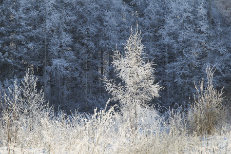 A fir-tree in the sun in winterの写真素材