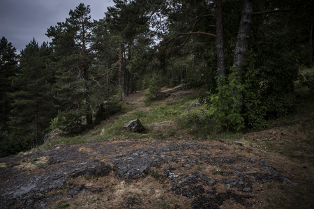 Dark woods against stormy skies with green bushes and treesの写真素材