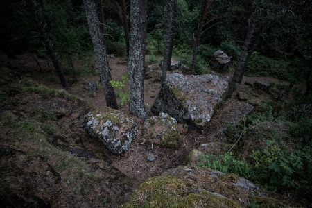 Moss covered boulders in the woods with trees and foliageの写真素材