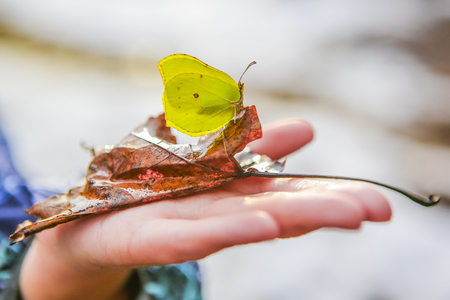 Beautiful butterfly on a fallen leaf on a childs palmの写真素材