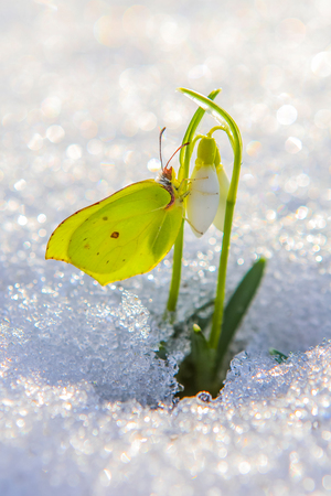 Beautiful butterfly climbs up first snowdrop flowers coming out from real snow in the bright sun, verticalの写真素材