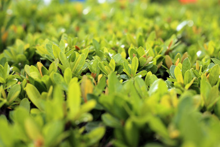 Green leaves background in the garden.