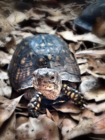 Box Turtle at petting zooの素材