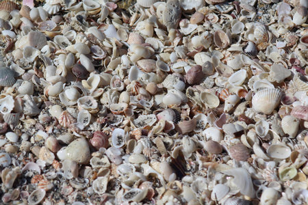 sea shell background