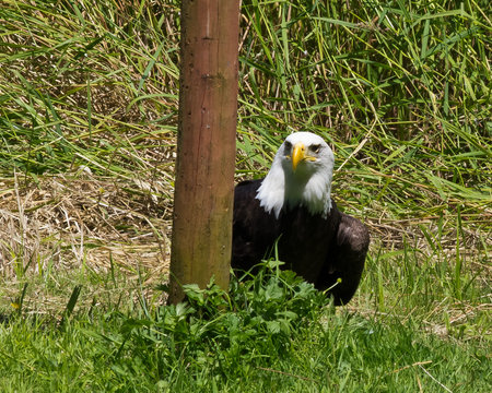 eagle hiding