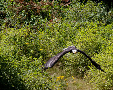 bald eagle flying