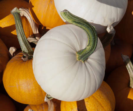 white pumkinの写真素材