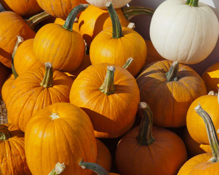 pumkin pileの写真素材