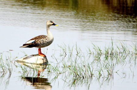 A wagtail bird standing on a white stone with green grass on the lake water, Tamil Nadu, Indiaの写真素材