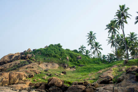Hillock view with green bushes and palmtrees at Kovalam Beach in Kerala, Indiaの写真素材