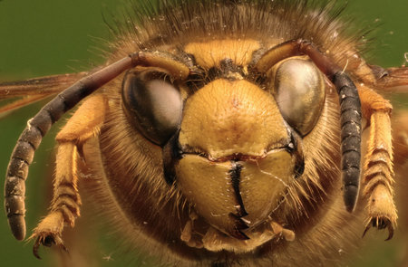 Median Wasp on green background - Dolichovespula media