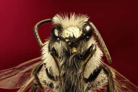Grey Mining Bee on red background - Andrena cineraria (Linnaeus, 1758)