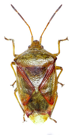 Birch Shield Bug on white background - Elasmostethus interstinctus (Linnaeus, 1758)