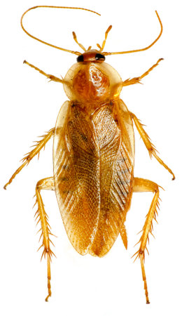 Cockroach on white background - Ectobius sp.