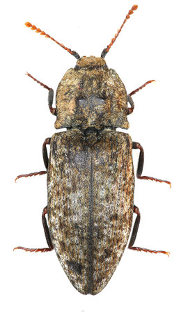 Mousegrey Click Beetle on white Background - Agrypnus murina (Linnaeus, 1758)