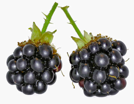 Wild Blackberry on white backgroundの写真素材