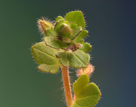 Veronica flower on green Background - Veronica hederifolia