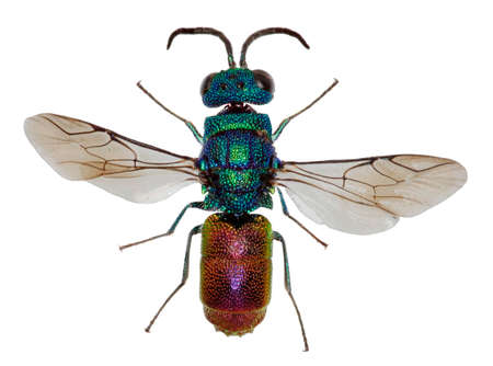 Ruby-Tailed Wasp on white background - Chrysis ignita (Linnaeus, 1758)の写真素材
