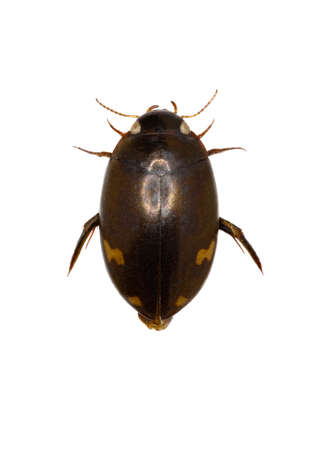 Predaceous Diving Beetle - Agabus (Gaurodytes) didymus (Olivier, 1795)の写真素材