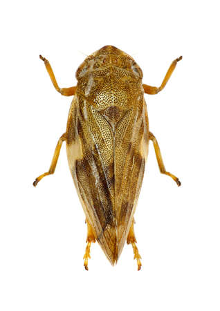 Meadow Froghopper on white Background  -  Philaenus spumarius  (Linnaeus, 1758)の写真素材