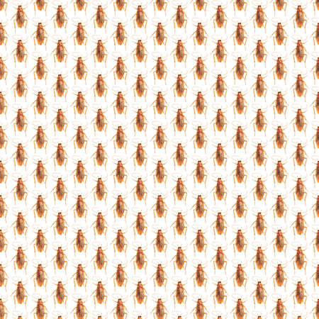 Pattern of Cockroaches on white Backgroundの写真素材