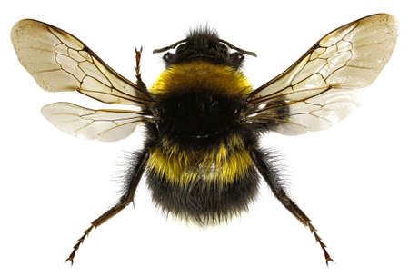 The Garden Bumblebee on white Background  -  Bombus hortorum (Linnaeus,1761)の写真素材