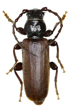 Black Spruce Longhorn Beetle  on white Background  -  Tetropium castaneum (Linnaeus, 1758 )の写真素材