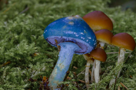 One blue Mushroom in Pine Forest - Stropharia aeruginosa (Curtis) Qul. 1872の写真素材