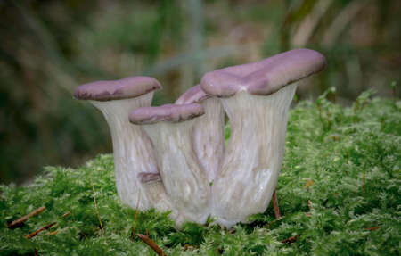 The Oyster Mushrooms in Pine Forest  -  Pleurotus sp.の写真素材