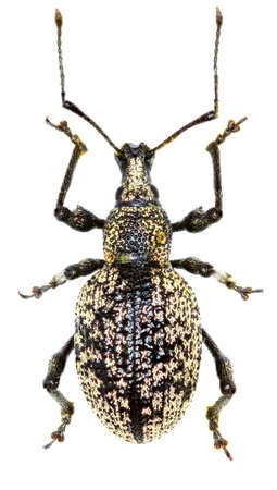 Weevil Otiorhynchus corruptor on white Background - Otiorhynchus corruptor (Host, 1789)の写真素材