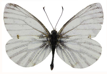 Green-veined White on white Background - Pieris napi (Linnaeus, 1758)の写真素材