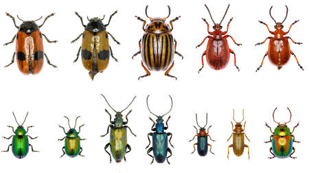 Set of Leaf-beetles of Europe - Chrysomelidae: Clytra laeviuscula, Leptinotarsa ??decemlineata, Lilioceris merdigera, Gastrophysa viridula, Plateumaris sericea, Oulema melanopus, Orsodacne cerasi, Chrysolina fastuosaの写真素材