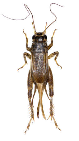 Cricket (insect) on white Background  -  Eumodicogryllus bordigalensis (Latreille, 1804)の写真素材