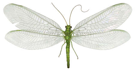 Green Lacewing Chrysopa on white Background  -  Chrysopa gibeauxi (Leraut, 1989)の写真素材
