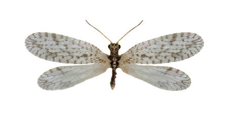 Brown Lacewing Micromus on white Background  -  Micromus variegatus (Fabricius, 1793)の写真素材