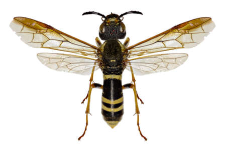 Sawfly Tenthredo on white Backgroundの写真素材