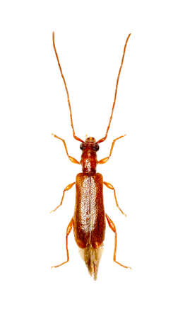 Brown Longhorn Beetle Obrium on white Background  -  Obrium brunneum (Fabricius 1792)の写真素材