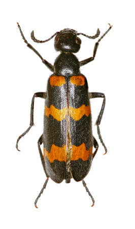 Yellow Meloid Beetle on white Background  -  Mylabris variabilis (Pallas, 1781)の写真素材