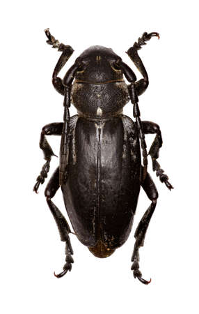 Longhorned Beetle Dorcadion on white Background  -  Dorcadion (Cribridorcadion) arenarium (Scopoli, 1763)の写真素材