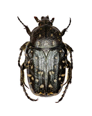 Mediterranean Spotted Chafer on white Background  -  Oxythyrea funesta  (Poda, 1761)の写真素材