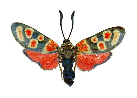 Crepuscular Burnet on white Background  -  Zygaena carniolica (Scopoli, 1763)の写真素材
