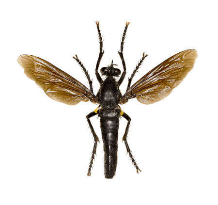 Robber Fly Dasypogon on white Background  -  Dasypogon diadema (Fabricius, 1781)の写真素材