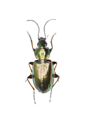 Ground Beetle Agonum on white Background  -  Agonum muelleri (Herbst, 1784)の写真素材